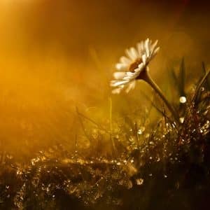 EMDR Therapy